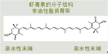 白术机制爆料最新进展,揭秘中药新功效  第2张